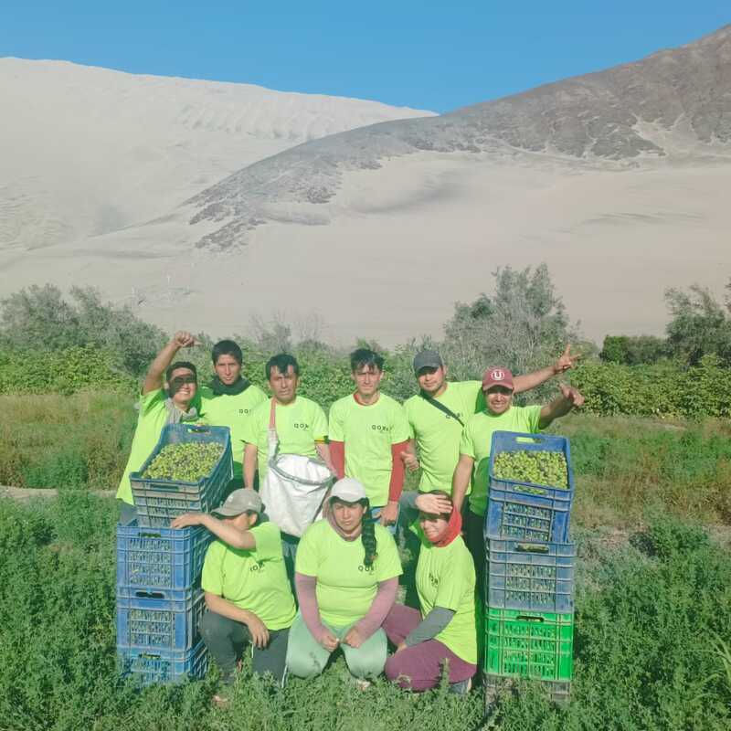 Equipo Qori Oliva